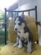 Siberian Husky Puppies for sale in Florence, SC, USA. price: $700