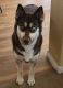 Siberian Husky Puppies for sale in Henderson, NV 89052, USA. price: NA