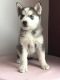 Siberian Husky Puppies for sale in 5010 Ballast Ln, San Diego, CA 92154, USA. price: NA