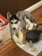 Siberian Husky Puppies for sale in Wilmington, DE, USA. price: $1,500