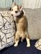 Siberian Husky Puppies for sale in Metairie, LA, USA. price: NA