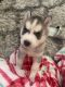 Siberian Husky Puppies for sale in Burley, ID, USA. price: NA