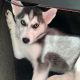 Siberian Husky Puppies for sale in Lawrenceville, GA, USA. price: $900