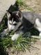 Siberian Husky Puppies for sale in 1170 Middle Country Rd, Selden, NY 11784, USA. price: $2,500