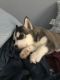 Siberian Husky Puppies for sale in Violet, LA, USA. price: NA