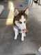 Siberian Husky Puppies for sale in 9005 Bayou Dr, Tampa, FL 33635, USA. price: $900