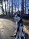 Siberian Husky Puppies for sale in Charlotte, NC, USA. price: $750