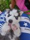 Siberian Husky Puppies for sale in Mebane, NC 27302, USA. price: $650
