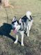 Siberian Husky Puppies for sale in Citrus Heights, CA 95610, USA. price: NA
