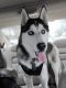 Siberian Husky Puppies for sale in Dayton, OH, USA. price: $600