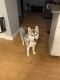 Siberian Husky Puppies for sale in Holbrook, MA 02343, USA. price: NA