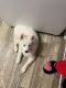 Siberian Husky Puppies for sale in Huber Heights, OH, USA. price: $1,000