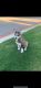 Siberian Husky Puppies for sale in Hutto, TX 78634, USA. price: $700