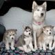 Siberian Husky Puppies for sale in Somerville, MA, USA. price: NA