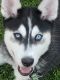Siberian Husky Puppies for sale in Moreno Valley, CA, USA. price: NA
