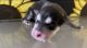 Siberian Husky Puppies for sale in Miami Gardens, FL 33054, USA. price: NA