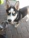 Siberian Husky Puppies for sale in 617 Holland Ave, Las Vegas, NV 89106, USA. price: NA