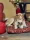 Siberian Husky Puppies for sale in Palm Harbor, FL, USA. price: $250
