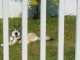 Siberian Husky Puppies for sale in Lehigh Acres, FL 33974, USA. price: NA