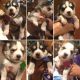 Siberian Husky Puppies for sale in Jacksonville, FL, USA. price: NA