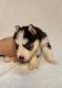 Siberian Husky Puppies for sale in Cincinnati, OH, USA. price: $2,100