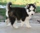 Siberian Husky Puppies for sale in California City, CA, USA. price: $650