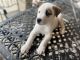 Siberian Husky Puppies for sale in Norfolk, VA 23503, USA. price: NA