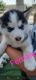 Siberian Husky Puppies for sale in Bloomington, CA, USA. price: NA