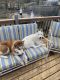 Siberian Husky Puppies for sale in Minnetonka, MN, USA. price: NA