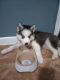 Siberian Husky Puppies for sale in 1315 N Cooper St, Arlington, TX 76011, USA. price: NA