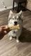 Siberian Husky Puppies for sale in 365 Emerald Dr, Vista, CA 92083, USA. price: NA