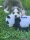 Siberian Husky Puppies for sale in Mentor-On-The-Lake, OH 44060, USA. price: NA