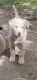 Siberian Husky Puppies for sale in Layton, UT, USA. price: NA