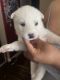 Siberian Husky Puppies for sale in Palmdale, CA, USA. price: $650