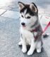 Siberian Husky Puppies for sale in Louisville, KY 40214, USA. price: $600