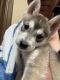 Siberian Husky Puppies for sale in Helendale, CA 92342, USA. price: NA