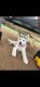 Siberian Husky Puppies for sale in Killeen, TX 76544, USA. price: NA