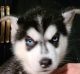 Siberian Husky Puppies for sale in Pearland, TX, USA. price: NA