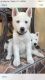 Siberian Husky Puppies for sale in 11661 Daryl Ln, Garden Grove, CA 92840, USA. price: NA