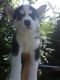 Siberian Husky Puppies for sale in Florence, SC, USA. price: $750