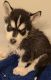 Siberian Husky Puppies for sale in Killeen, TX, USA. price: $600