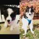 Siberian Husky Puppies for sale in West Allis, WI, USA. price: $850