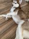 Siberian Husky Puppies for sale in Peekskill, NY, USA. price: NA