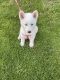 Siberian Husky Puppies for sale in Herkimer, NY 13350, USA. price: $1,800