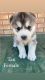 Siberian Husky Puppies for sale in Pocatello, ID, USA. price: NA