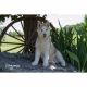 Siberian Husky Puppies for sale in Farwell, MI 48622, USA. price: $1,200