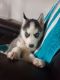 Siberian Husky Puppies for sale in Spencerville, IN 46788, USA. price: NA