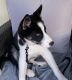 Siberian Husky Puppies for sale in South Fallsburg, NY 12779, USA. price: NA