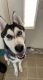 Siberian Husky Puppies for sale in Horsham, PA, USA. price: NA