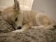 Siberian Husky Puppies for sale in Lynnwood, WA 98087, USA. price: NA